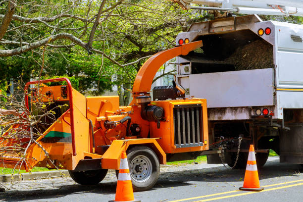 How Our Tree Care Process Works  in Huntington Beach, CA